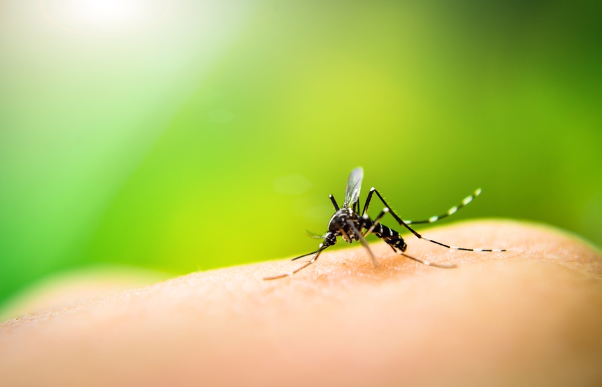 Homeowners: Don't Let Containers Become Mosquito Incubators